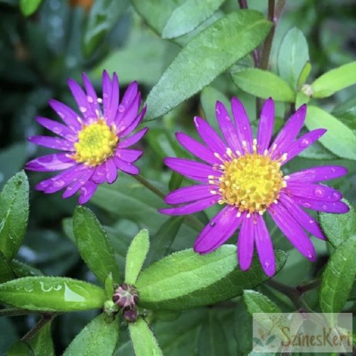 Aster ageratoides 'Ezo Murazaki' - ázsiai őszirózsa