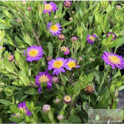 Aster ageratoides 'Ezo Murazaki' - ázsiai őszirózsa