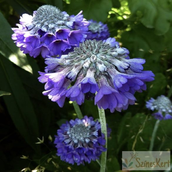 Primula capitata ssp. mooreana - kerekfejű himalájai kankalin