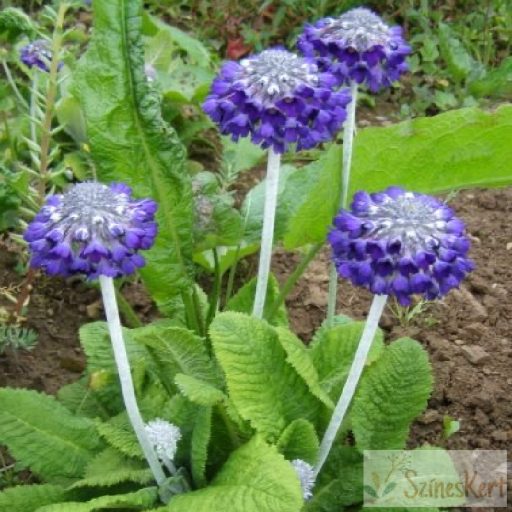 Primula capitata ssp. mooreana - kerekfejű himalájai kankalin