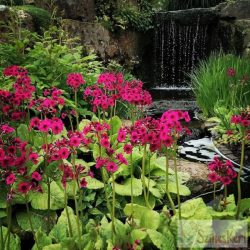   Primula japonica 'Miller's Crimson' - japán kankalin