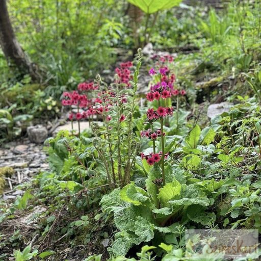 Primula japonica 'Miller's Crimson' - japán kankalin