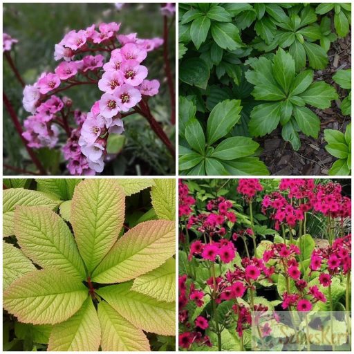 Primula japonica 'Miller's Crimson' - japán kankalin