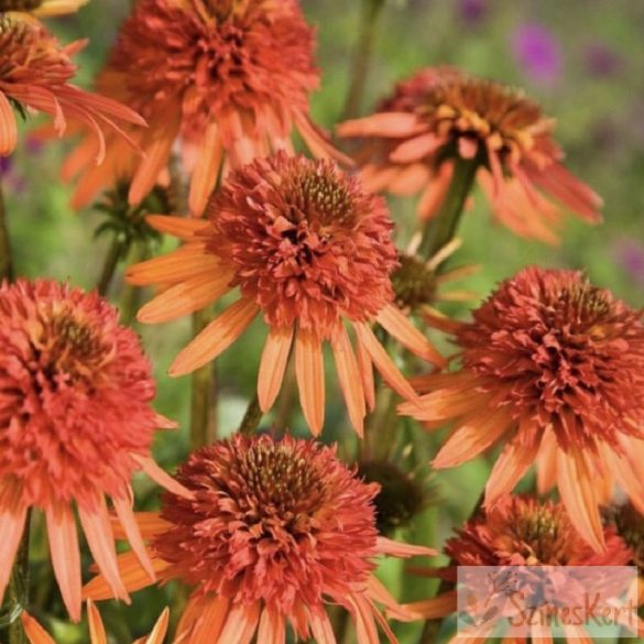 Echinacea 'Irresistible' - kasvirág