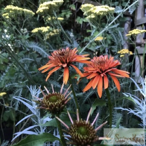 Echinacea 'Irresistible' - kasvirág