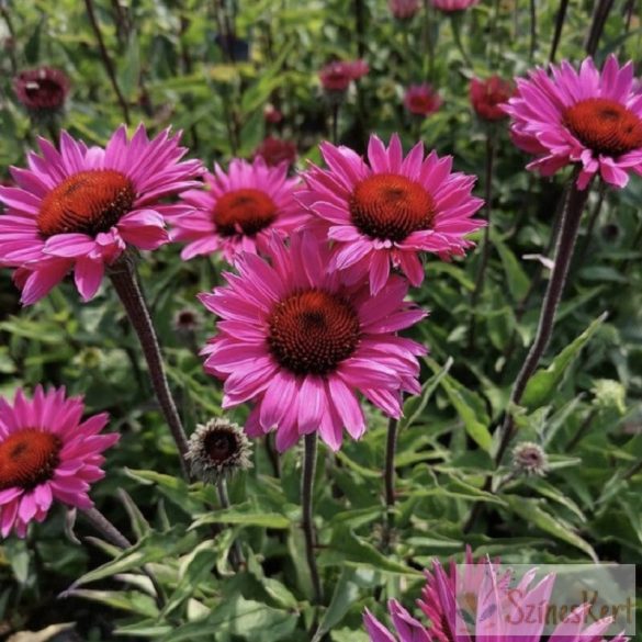 Echinacea purpurea 'Fatal Attraction' sötétrózsaszín kasvirág