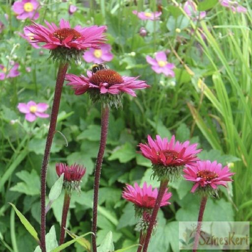 Echinacea purpurea 'Fatal Attraction' sötétrózsaszín kasvirág