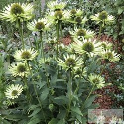 Echinacea purpurea 'Green Jewel' - zöld kasvirág