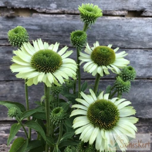 Echinacea purpurea 'Green Jewel' - zöld kasvirág