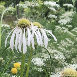   Echinacea pallida 'Hula Dancer' - halvány kasvirág