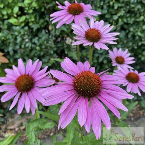 Echinacea purpurea 'Prairie Splendor Deep Rose' - méyrózsaszín kasvirág