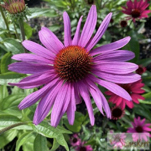 Echinacea purpurea 'Prairie Splendor Deep Rose' - méyrózsaszín kasvirág
