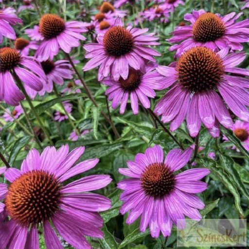 Echinacea purpurea 'Prairie Splendor Deep Rose' - méyrózsaszín kasvirág