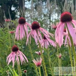 Echinacea pallida - halvány kasvirág