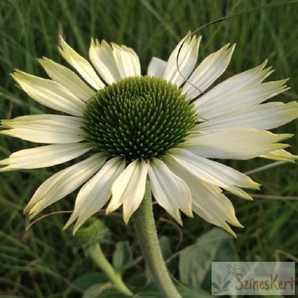 Echinacea purpurea 'Prairie Splendor Compact White' - fehér kasvirág