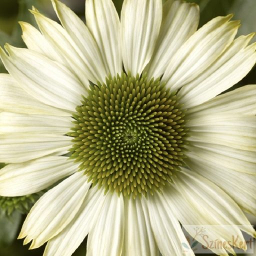 Echinacea purpurea 'Prairie Splendor Compact White' - fehér kasvirág
