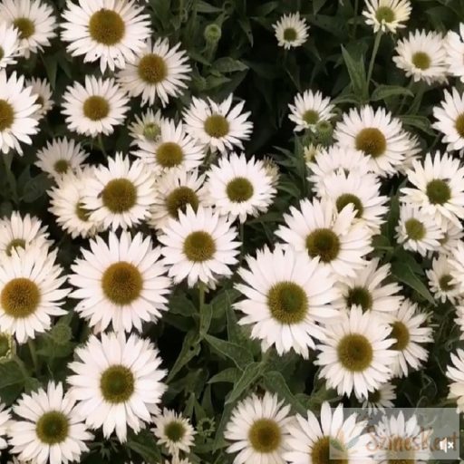 Echinacea purpurea 'Prairie Splendor Compact White' - fehér kasvirág