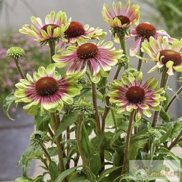 Echinacea purpurea 'Green Twister' -zöld-rózsaszín tarka kasvirág