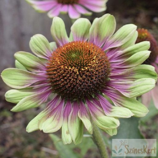 Echinacea purpurea 'Green Twister' -zöld-rózsaszín tarka kasvirág