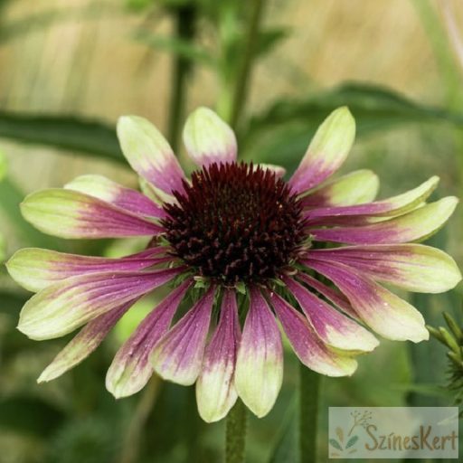 Echinacea purpurea 'Green Twister' -zöld-rózsaszín tarka kasvirág