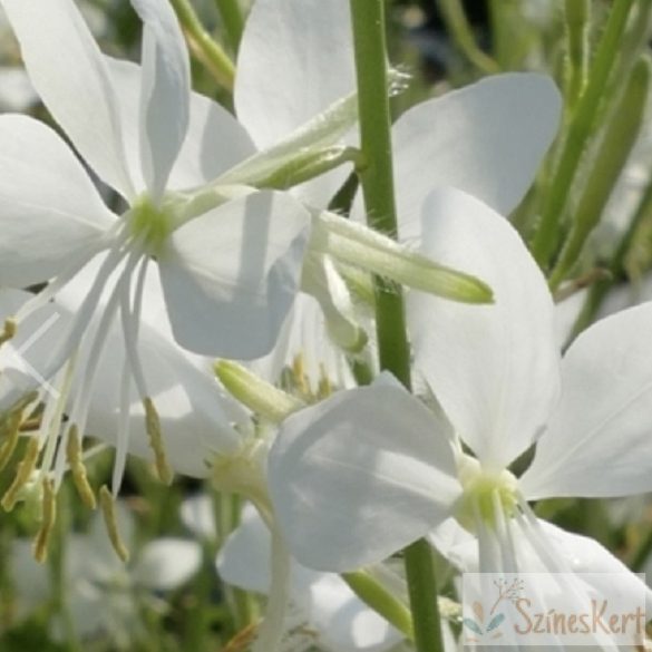 Gaura lindheimeri 