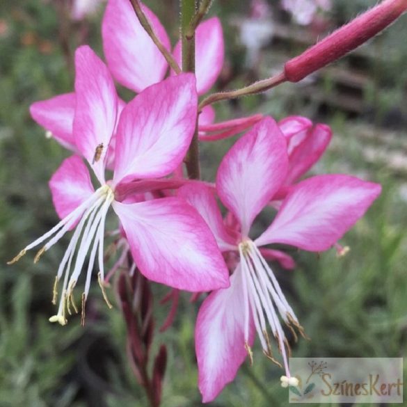 Gaura lindheimeri 'Freefolk Rosy' - évelő díszgyertya