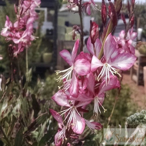 Gaura lindheimeri 'Freefolk Rosy' - évelő díszgyertya