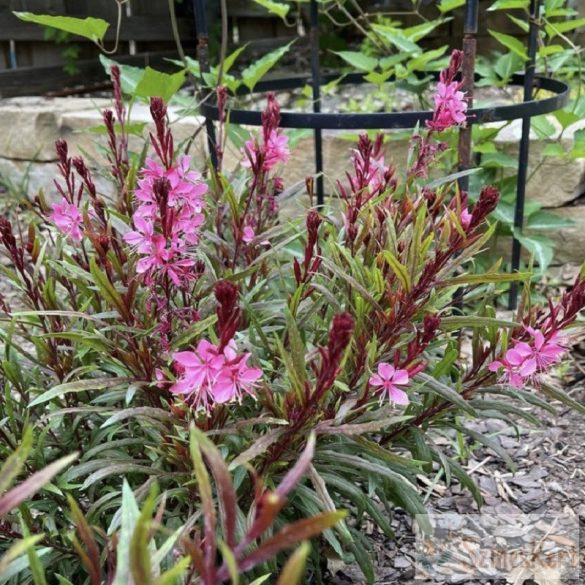 Gaura lindheimeri 