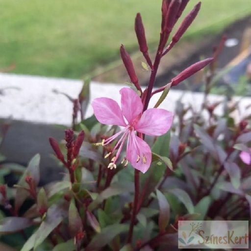 Gaura lindheimeri 