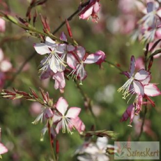  Gaura lindheimeri 'Rosy Jane' - évelő díszgyertya
