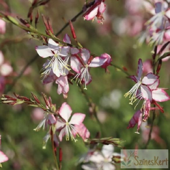 Gaura lindheimeri 'Rosy Jane' - évelő díszgyertya