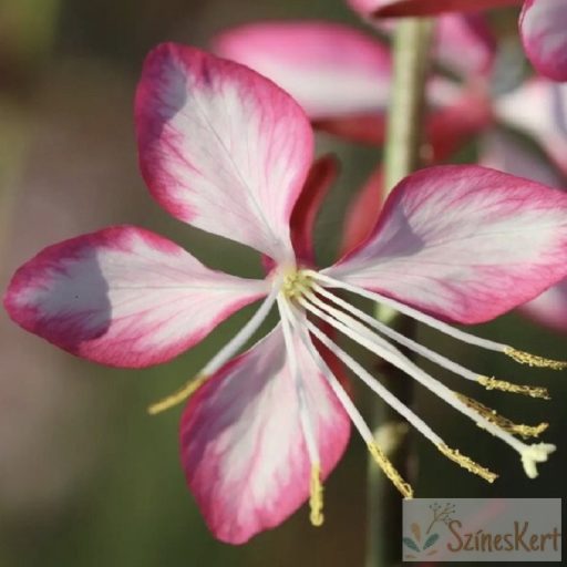 Gaura lindheimeri 'Rosy Jane' - évelő díszgyertya