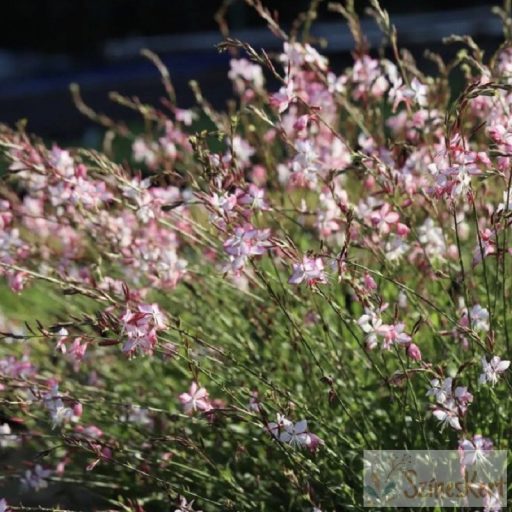 Gaura lindheimeri 'Rosy Jane' - évelő díszgyertya