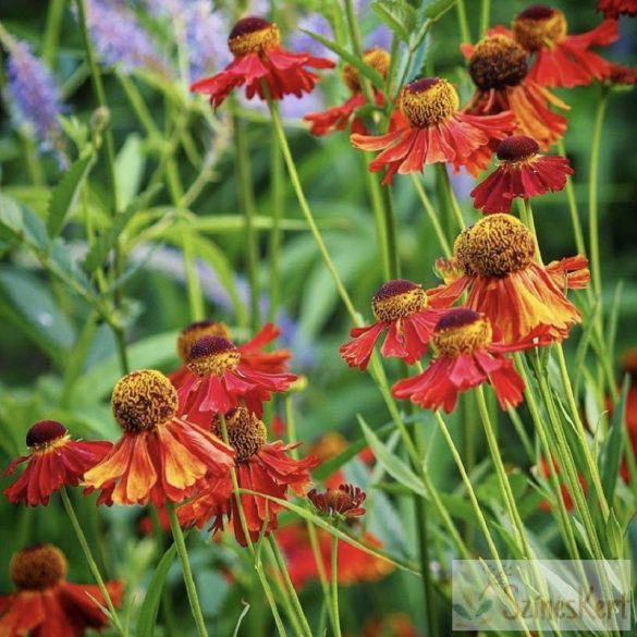 Helenium ‘Moerheim Beauty’ - őszi napfényvirág