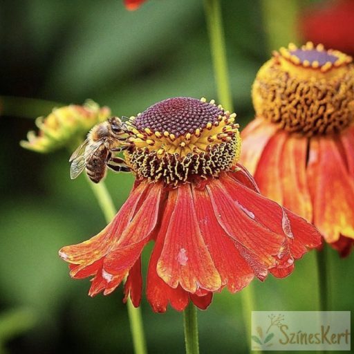 Helenium ‘Moerheim Beauty’ - őszi napfényvirág