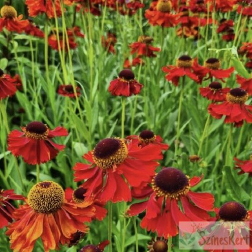 Helenium ‘Moerheim Beauty’ - őszi napfényvirág