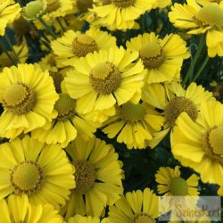 Helenium ‘Helias Yellow’ - őszi napfényvirág