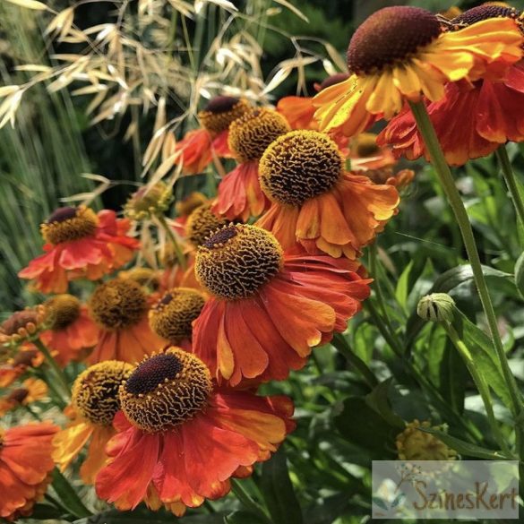 Helenium ‘Sahin's Early Flowerer’ - őszi napfényvirág