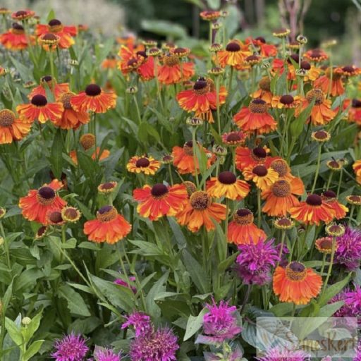 Helenium ‘Sahin's Early Flowerer’ - őszi napfényvirág