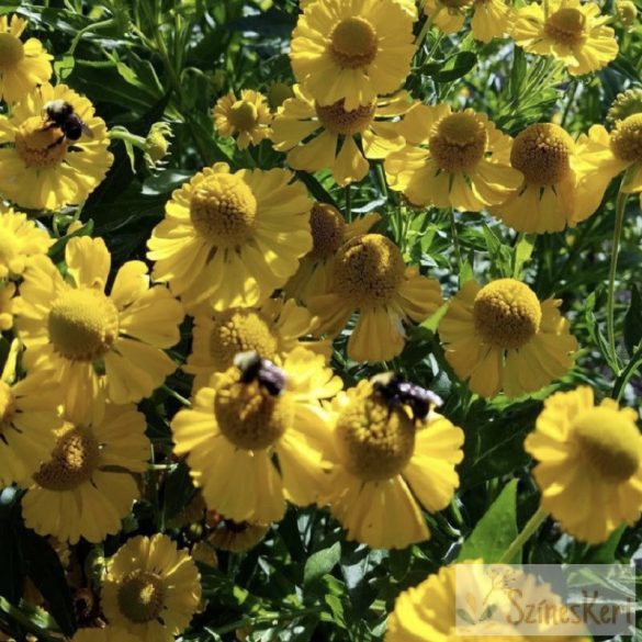 Helenium ‘Tijuana Brass’ - őszi napfényvirág