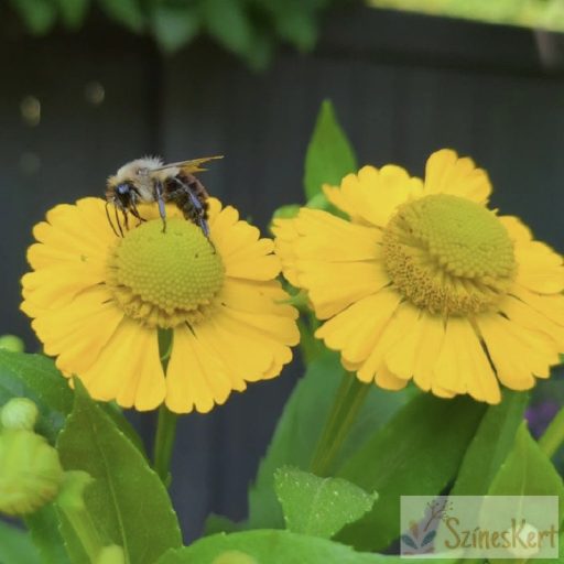Helenium ‘Tijuana Brass’ - őszi napfényvirág