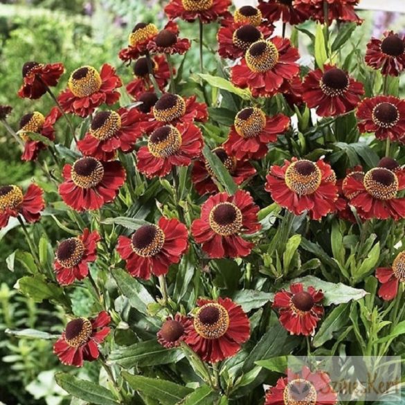 Helenium ‘Ruby Tuesday’ - őszi napfényvirág