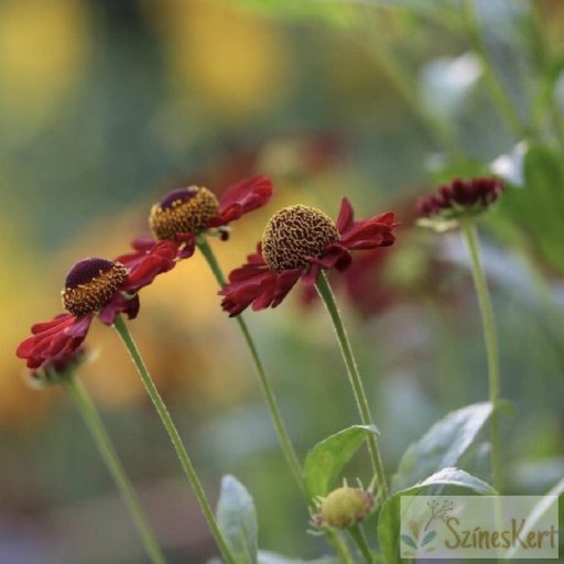 Helenium ‘Ruby Tuesday’ - őszi napfényvirág