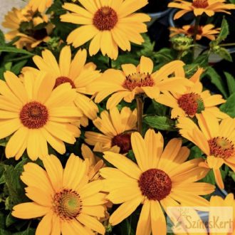 Heliopsis 'Punto Rosso' - érdes napszemvirág