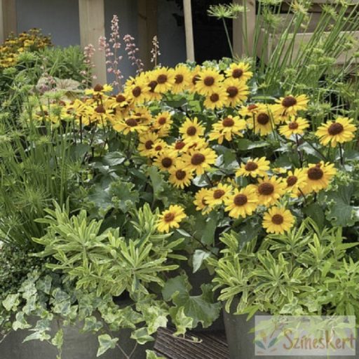 Heliopsis 'Punto Rosso' - érdes napszemvirág