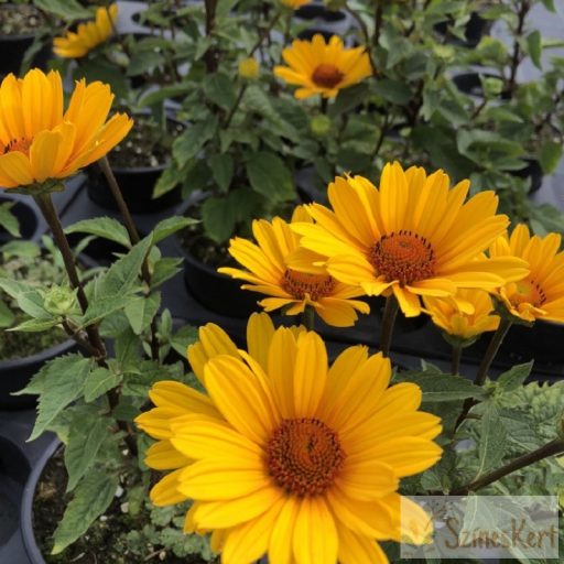Heliopsis 'Punto Rosso' - érdes napszemvirág