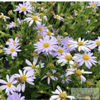 Kalimeris incisa 'Blue Star' - kalimerisz