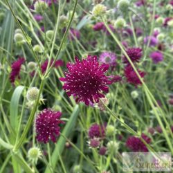 Knautia macedonica 'Red Knight' -  macedón varfű