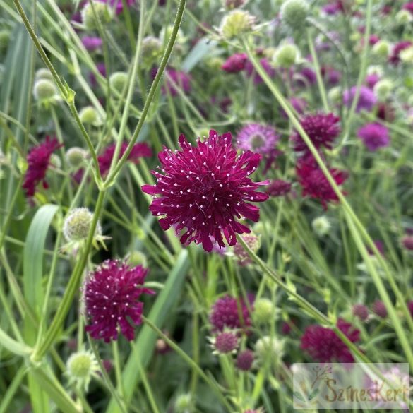 Knautia macedonica 'Red Knight' -  macedón varfű