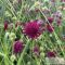 Knautia macedonica 'Red Knight' -  macedón varfű